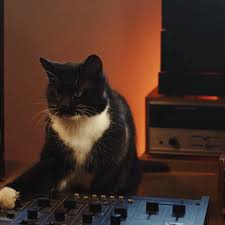 Cats Lose Their Cool | DJ Cat